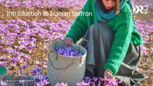 Introduction to Iranian Saffron