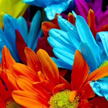 دانلود رایگان والپیپر گل های رنگارنگ با کیفیت بالا | کد 1103