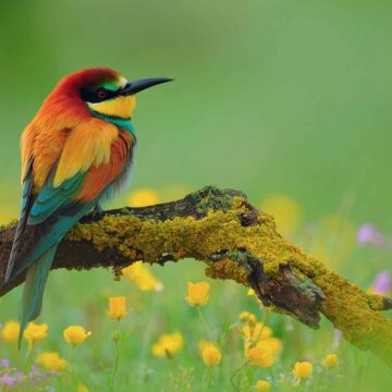 دانلود رایگان والپیپر زنبورخوار با کیفیت بالا | کد 1159