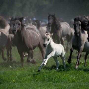 دانلود رایگان والپیپر گله اسب های وحشی با کیفیت بالا | کد 1211