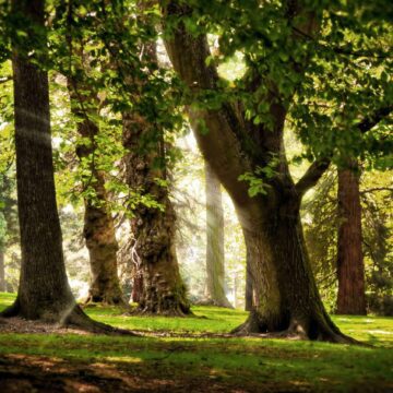 دانلود رایگان والپیپر جنگل با کیفیت بالا | کد 1264
