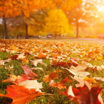 دانلود رایگان والپیپر برگ های زرد پاییزی 4k | کد 1393